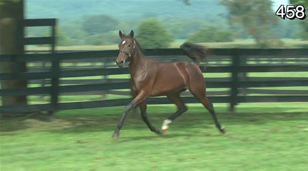 Standard Bred Yearlings